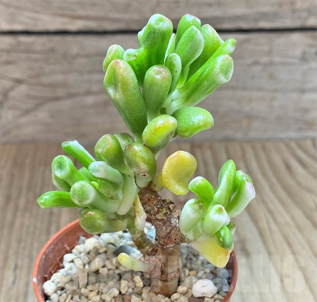 SHPR41633 Crassula ‘Gollum’ f. variegata
