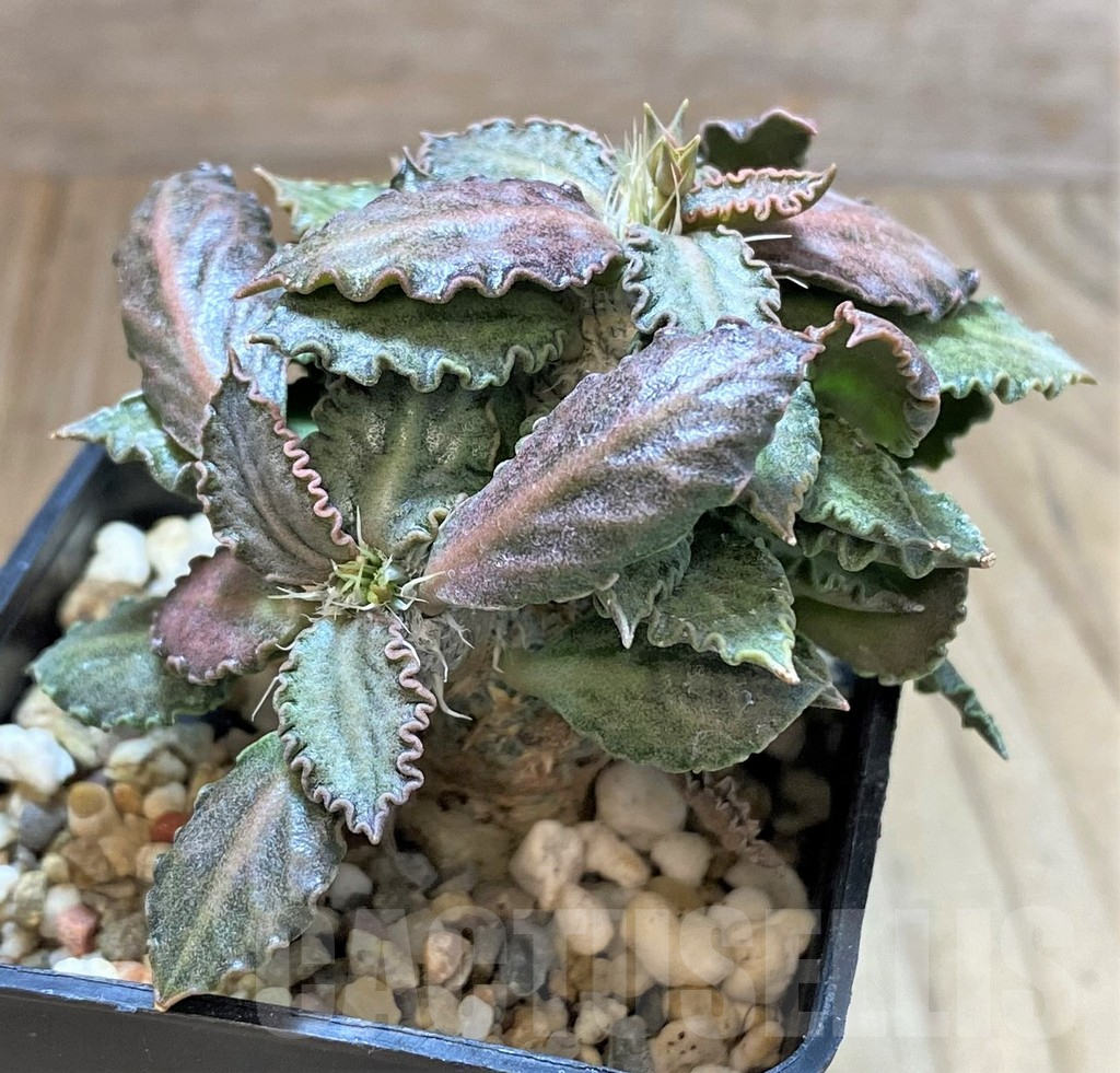 SHPR41680 Euphorbia tulearensis hybrid - 画像 (2)