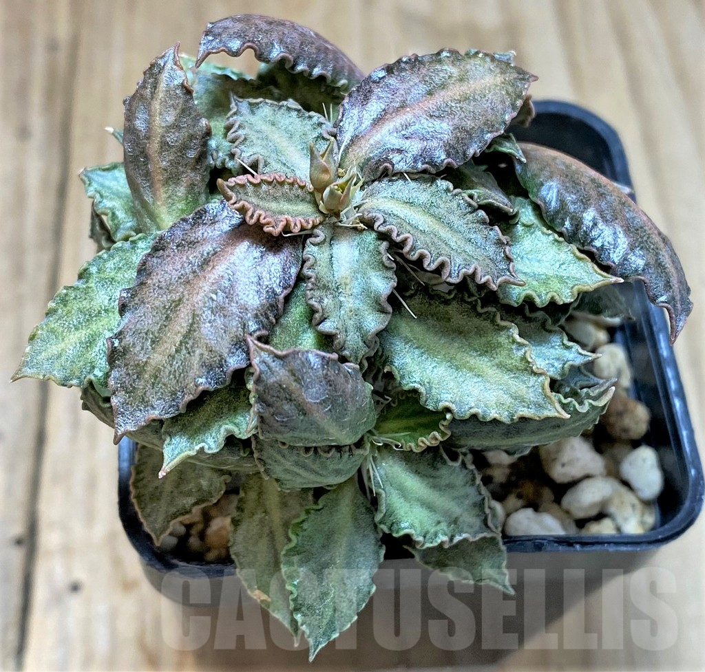 SHPR41680 Euphorbia tulearensis hybrid
