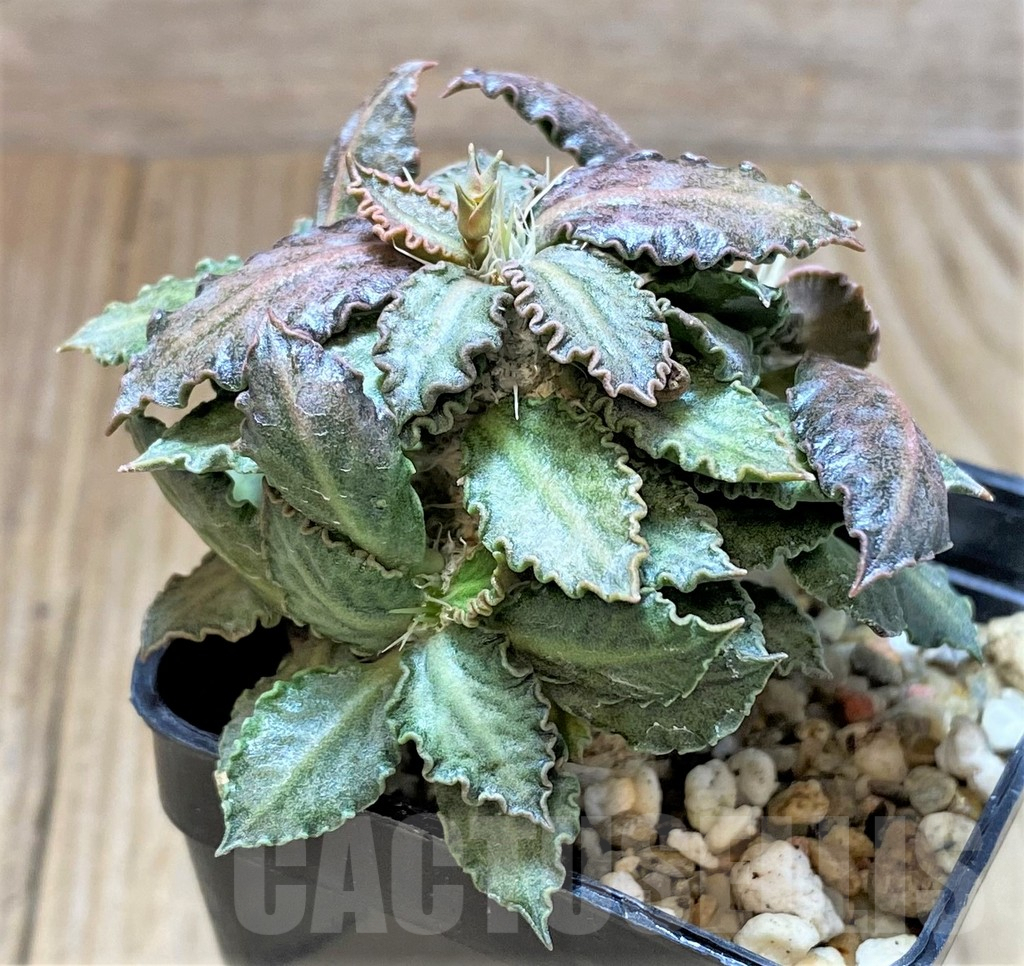 SHPR41680 Euphorbia tulearensis hybrid - 画像 (3)