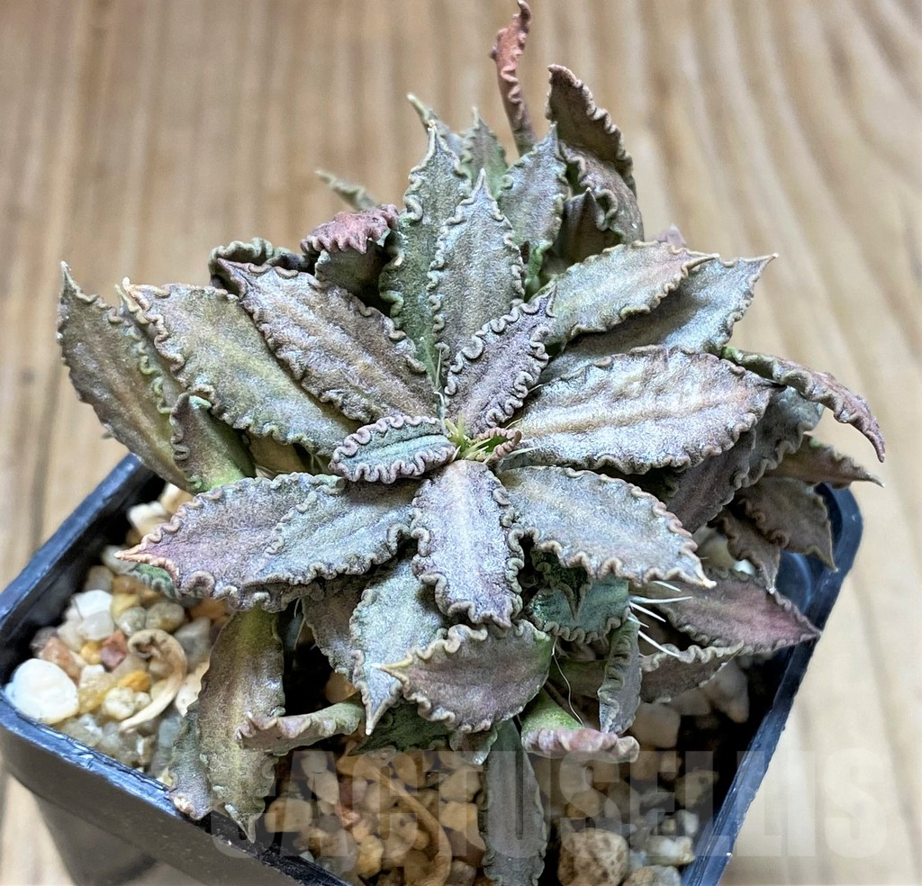 SHPR41681 Euphorbia tulearensis hybrid