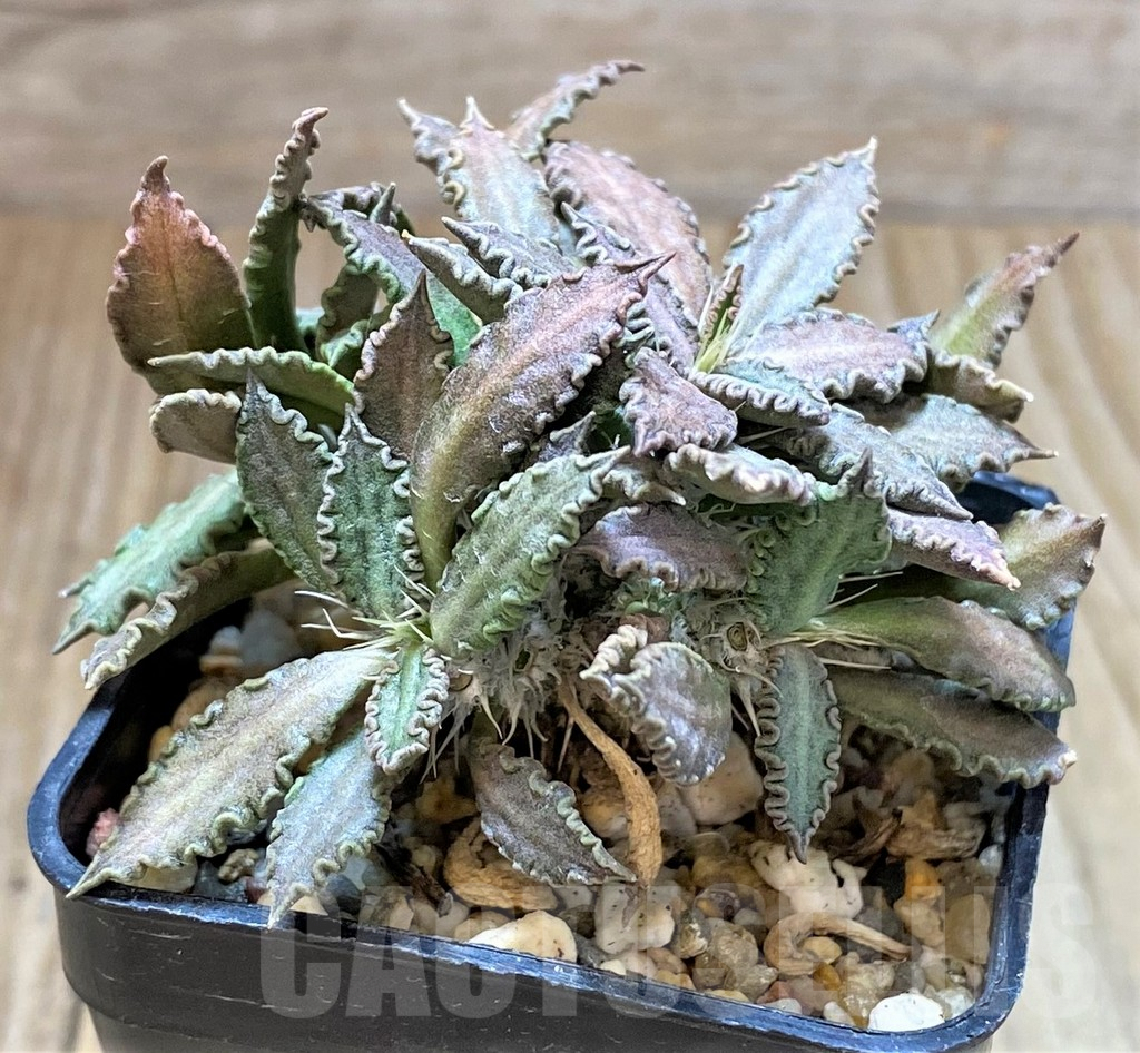 SHPR41681 Euphorbia tulearensis hybrid - 画像 (2)