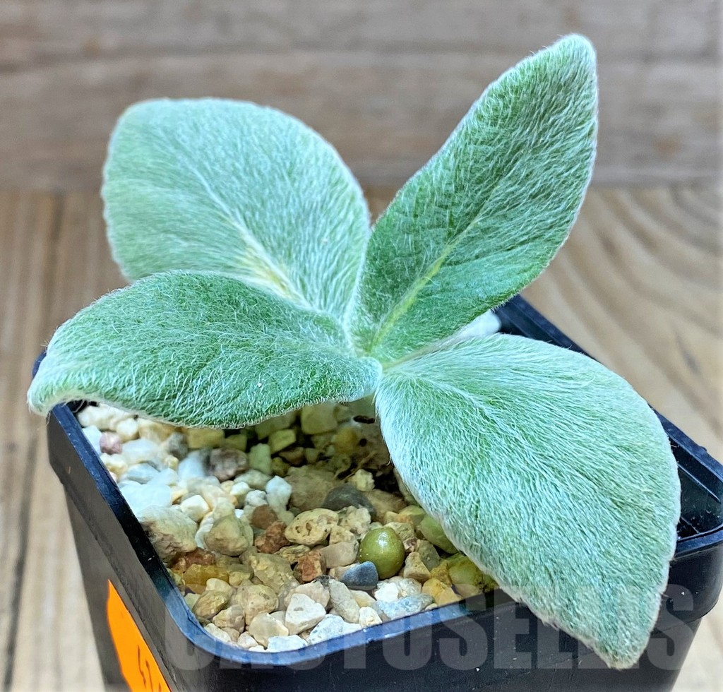 SHPR41682 Sinningia leucotricha