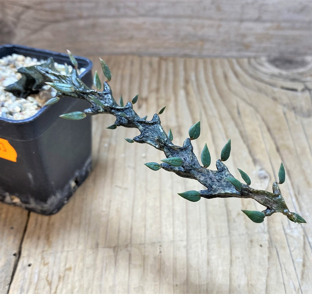 SHPR41683 Ceropegia bosseri - 画像 (2)