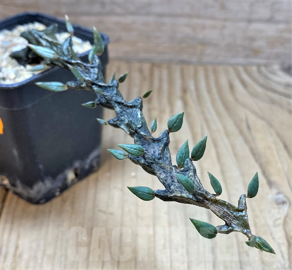 SHPR41683 Ceropegia bosseri