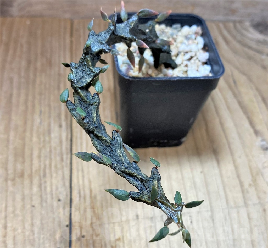 SHPR41684 Ceropegia bosseri