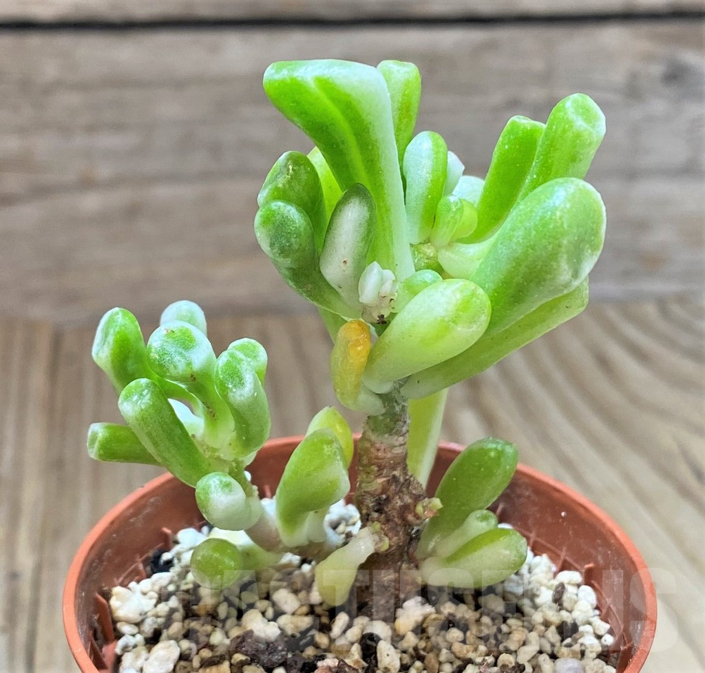 SHPR41634 Crassula ‘Gollum’ f. variegata - Image 2