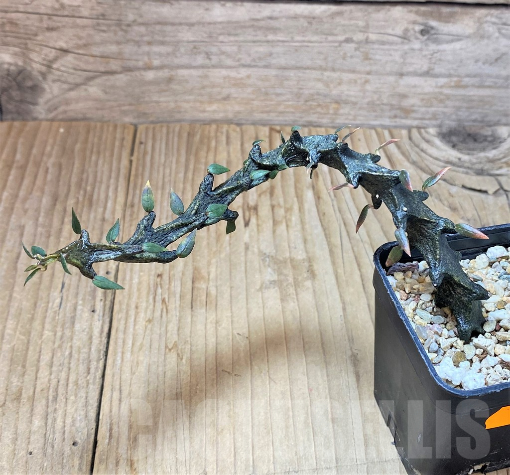 SHPR41684 Ceropegia bosseri - Image 2