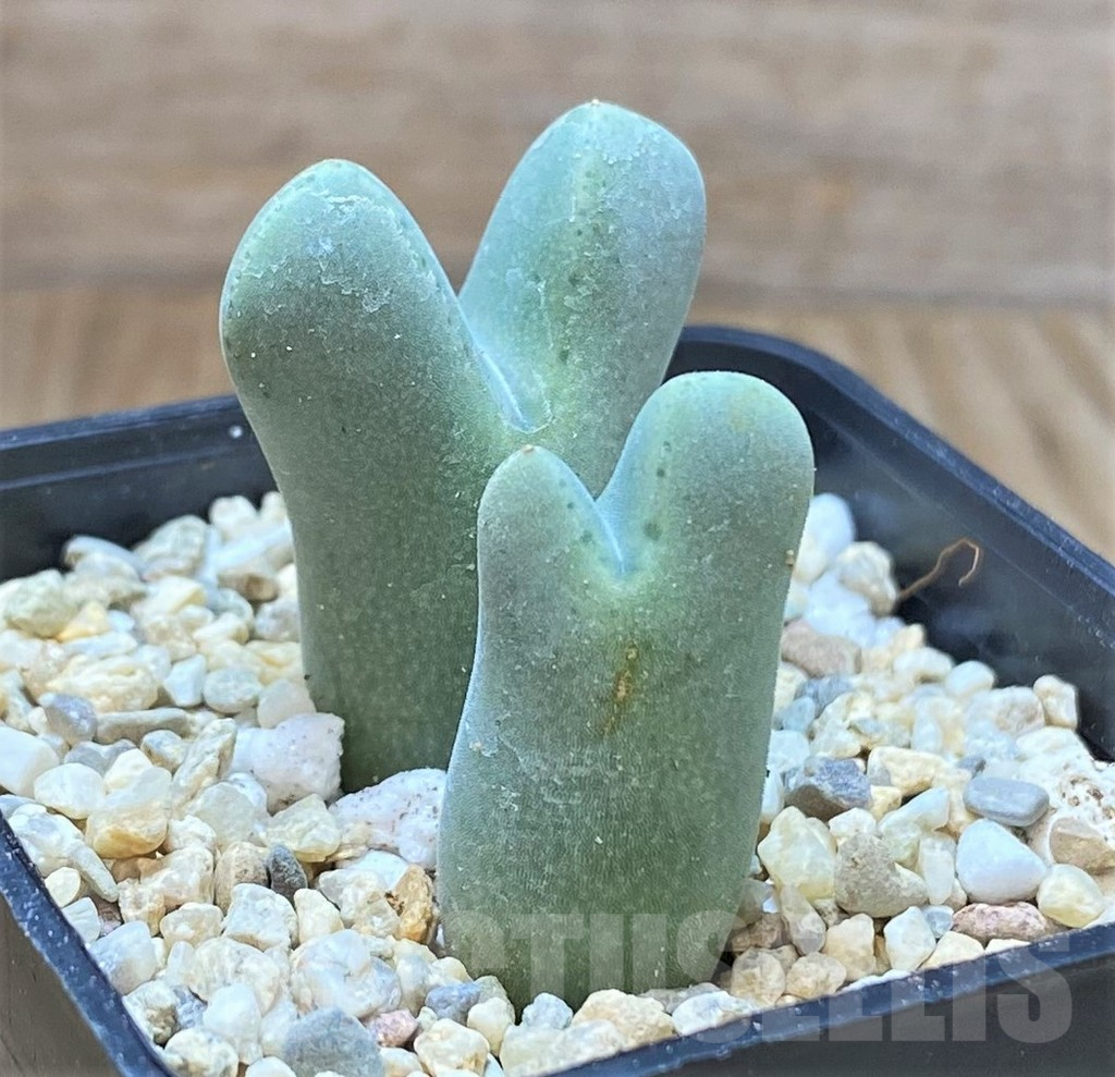 SHPR41685 Conophytum blandum ARM515