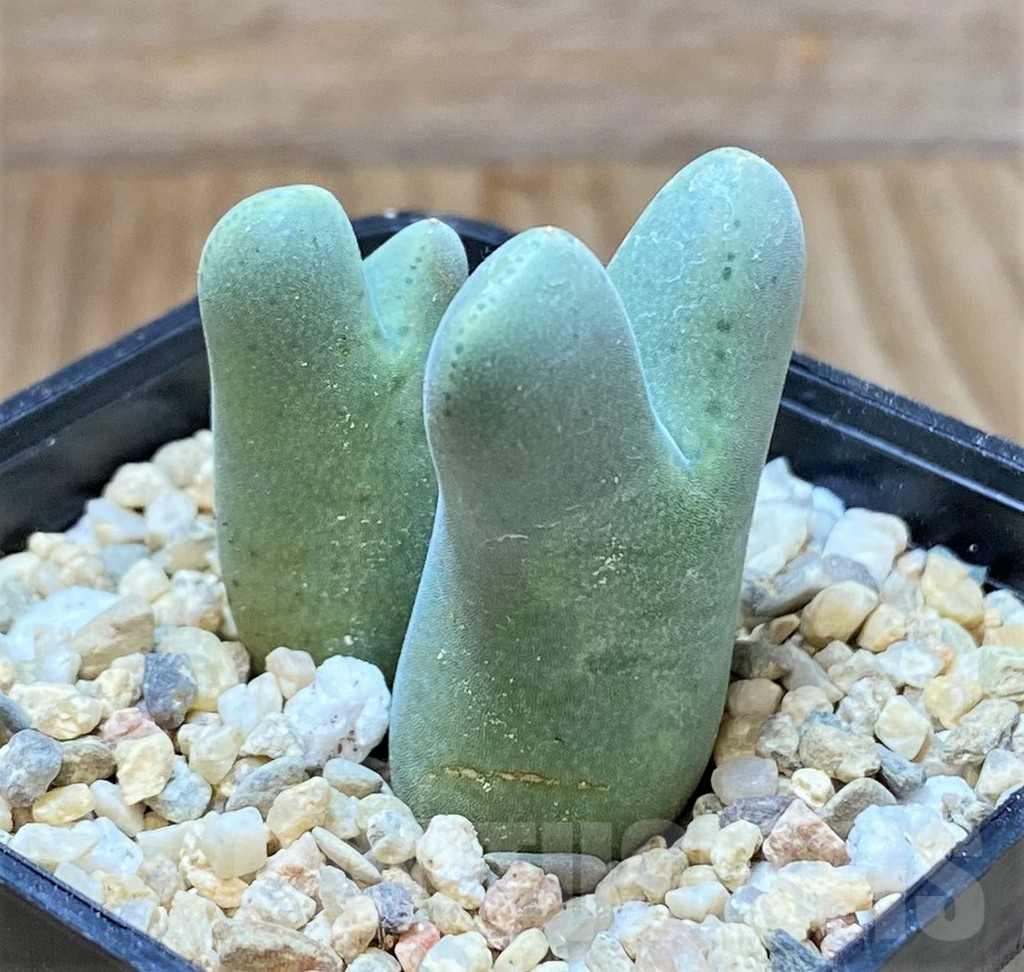 SHPR41685 Conophytum blandum ARM515 - Image 2