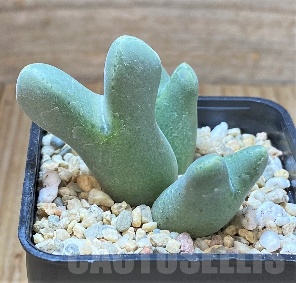 SHPR41686 Conophytum blandum ARM515 - Image 2