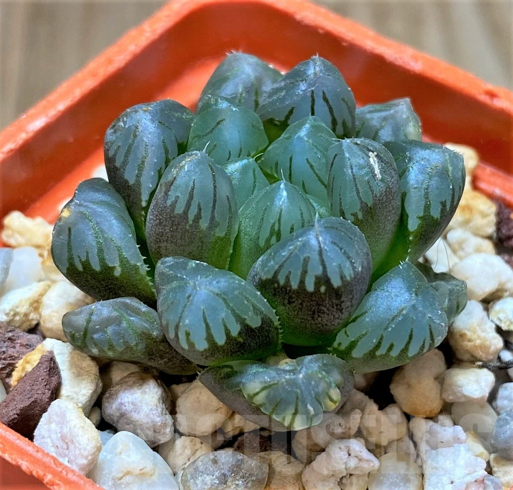 SHPR41687 Haworthia cooperi