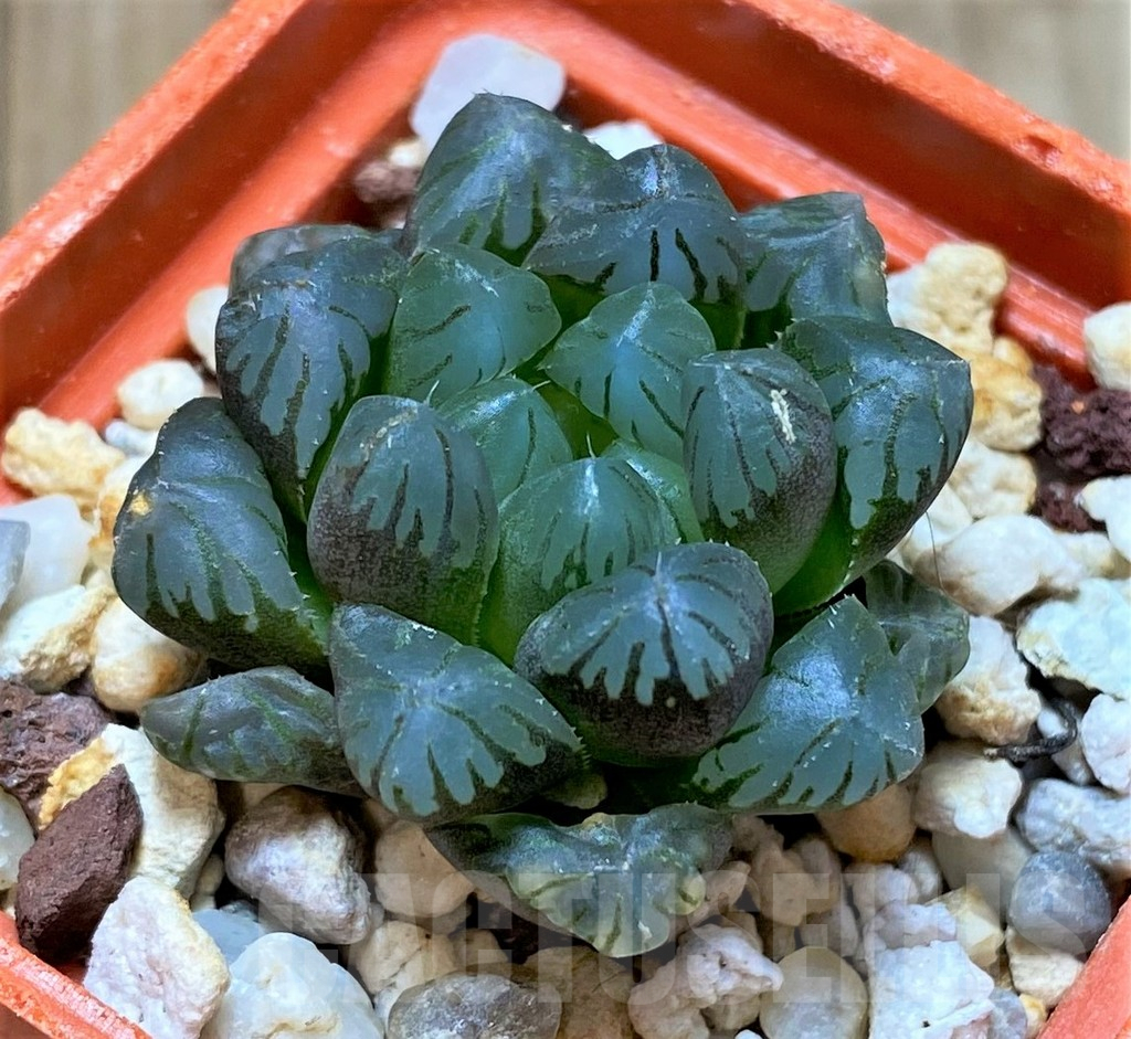 SHPR41687 Haworthia cooperi - Зображення 2