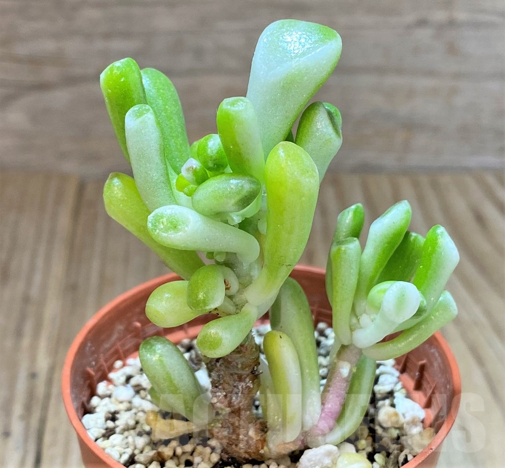 SHPR41634 Crassula ‘Gollum’ f. variegata