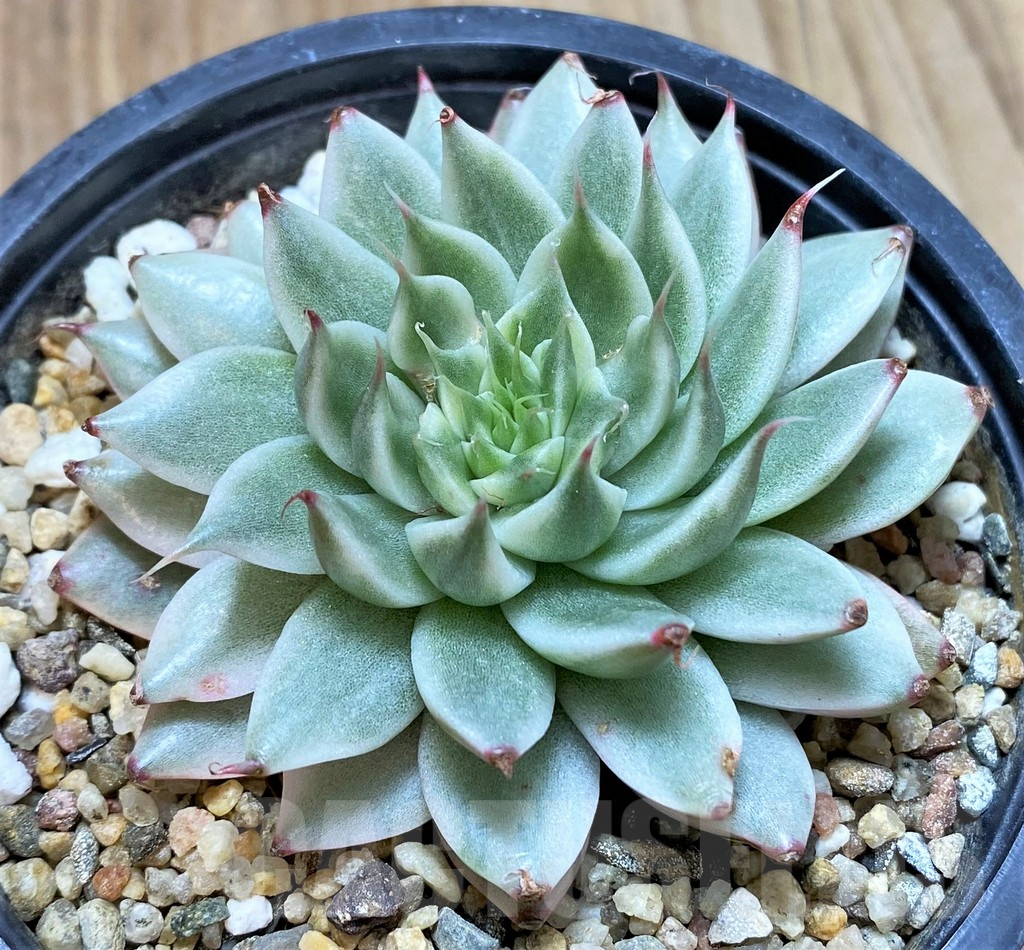 SHPR41629 Echeveria 'Silver star brocade'