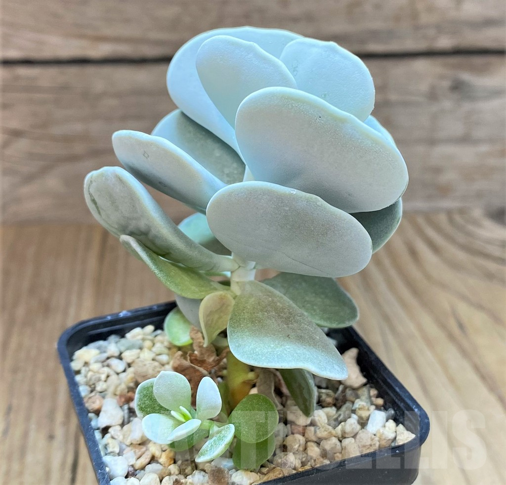 SHPR41635 Cotyledon hybrid, seedling
