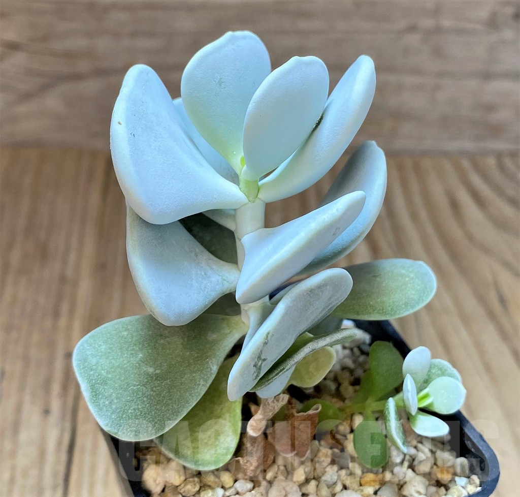 SHPR41635 Cotyledon hybrid, seedling – Image 2