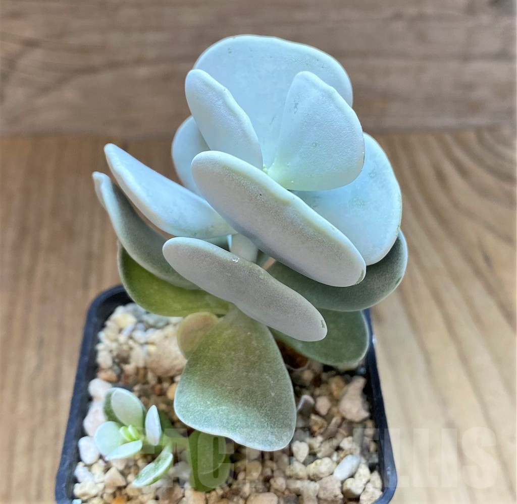 SHPR41635 Cotyledon hybrid, seedling – Image 3