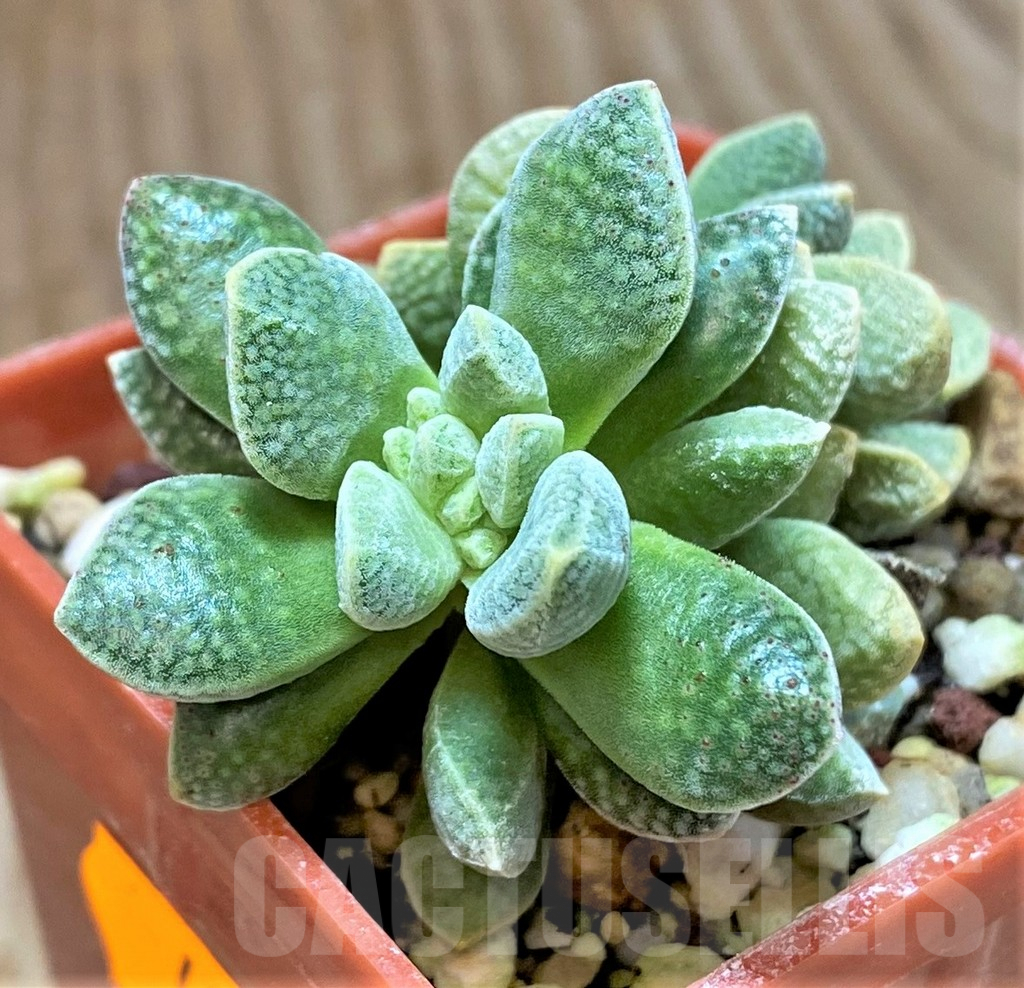 SHPR41636 Crassula ausensis hybrid