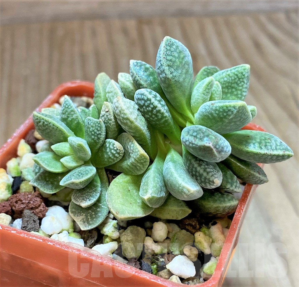 SHPR41636 Crassula ausensis hybrid - Imagen 2