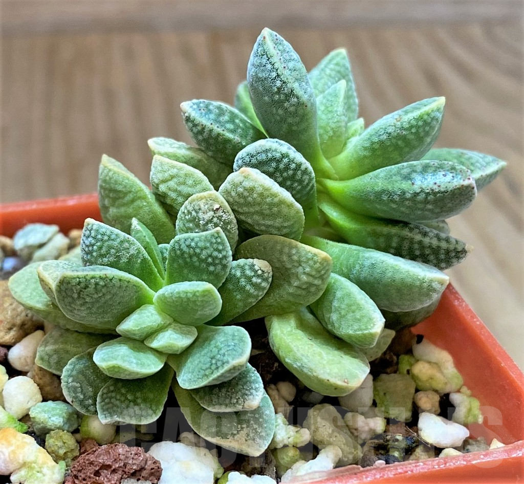 SHPR41636 Crassula ausensis hybrid - Imagen 3