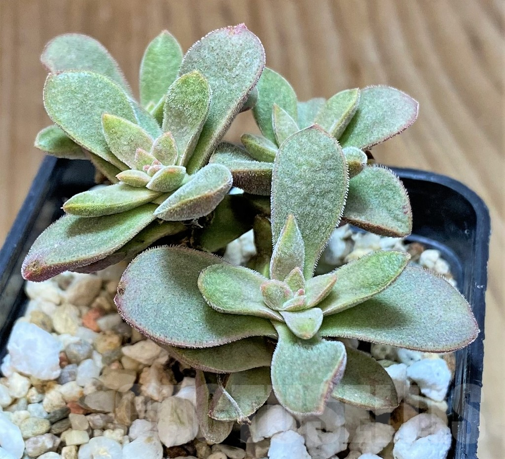 SHPR41637 Crassula ausensis hybrid