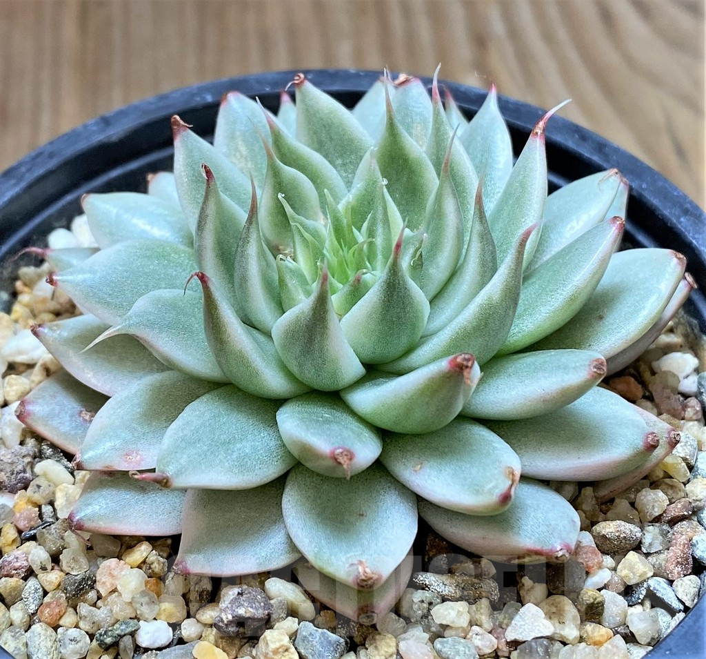 SHPR41629 Echeveria 'Silver star brocade' - Image 2