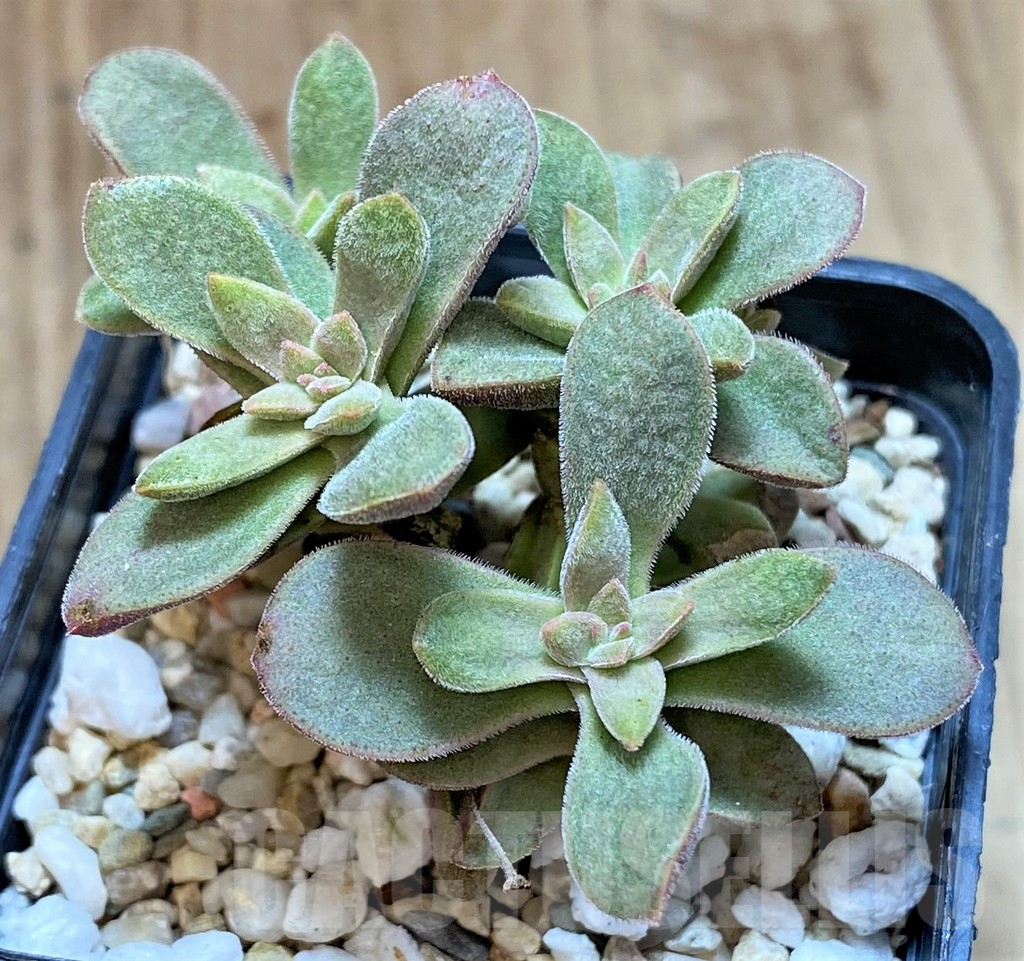 SHPR41637 Crassula ausensis hybrid - immagine 2