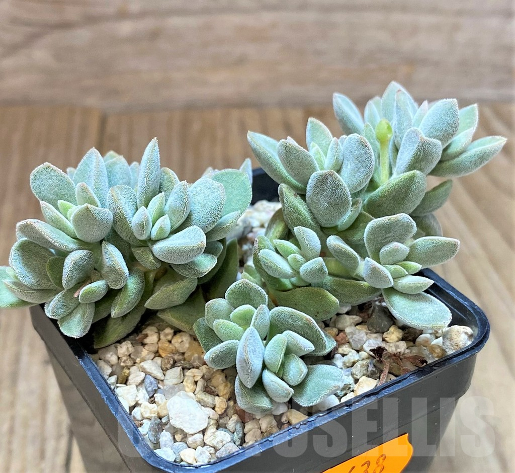 SHPR41638 Crassula ausensis hybrid - Image 3