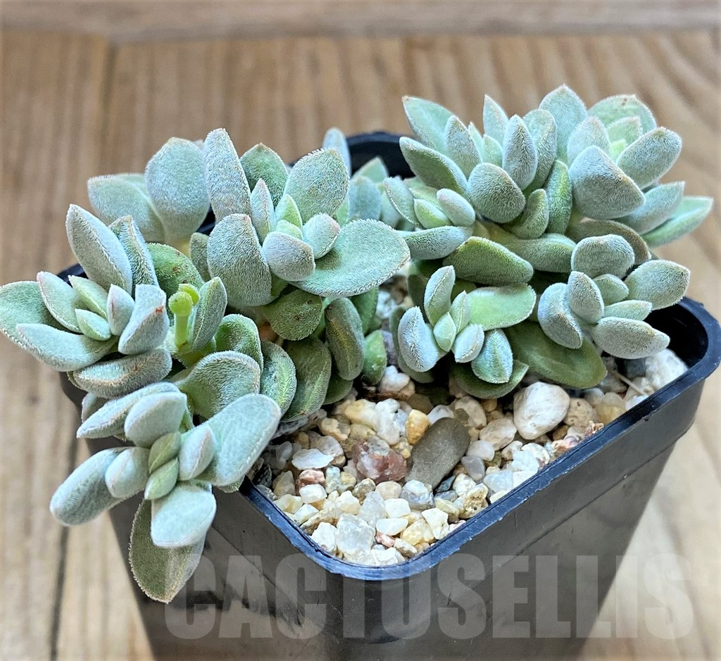 SHPR41638 Crassula ausensis hybrid - Image 2