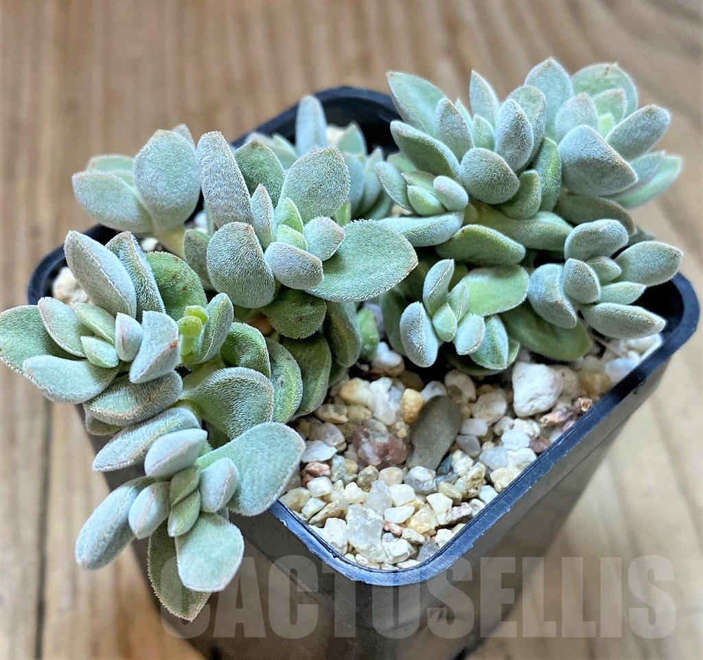 SHPR41638 Crassula ausensis hybrid