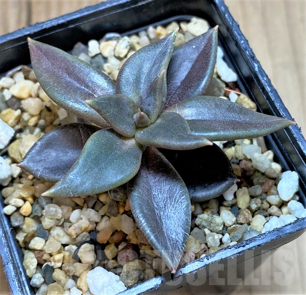 SHPR41639 Echeveria xichuensis -Mexico- - Image 2