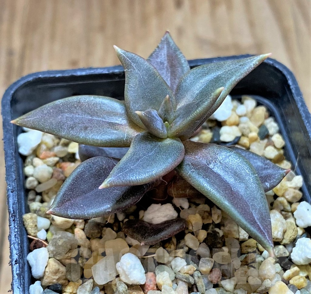 SHPR41639 Echeveria xichuensis -Mexico-