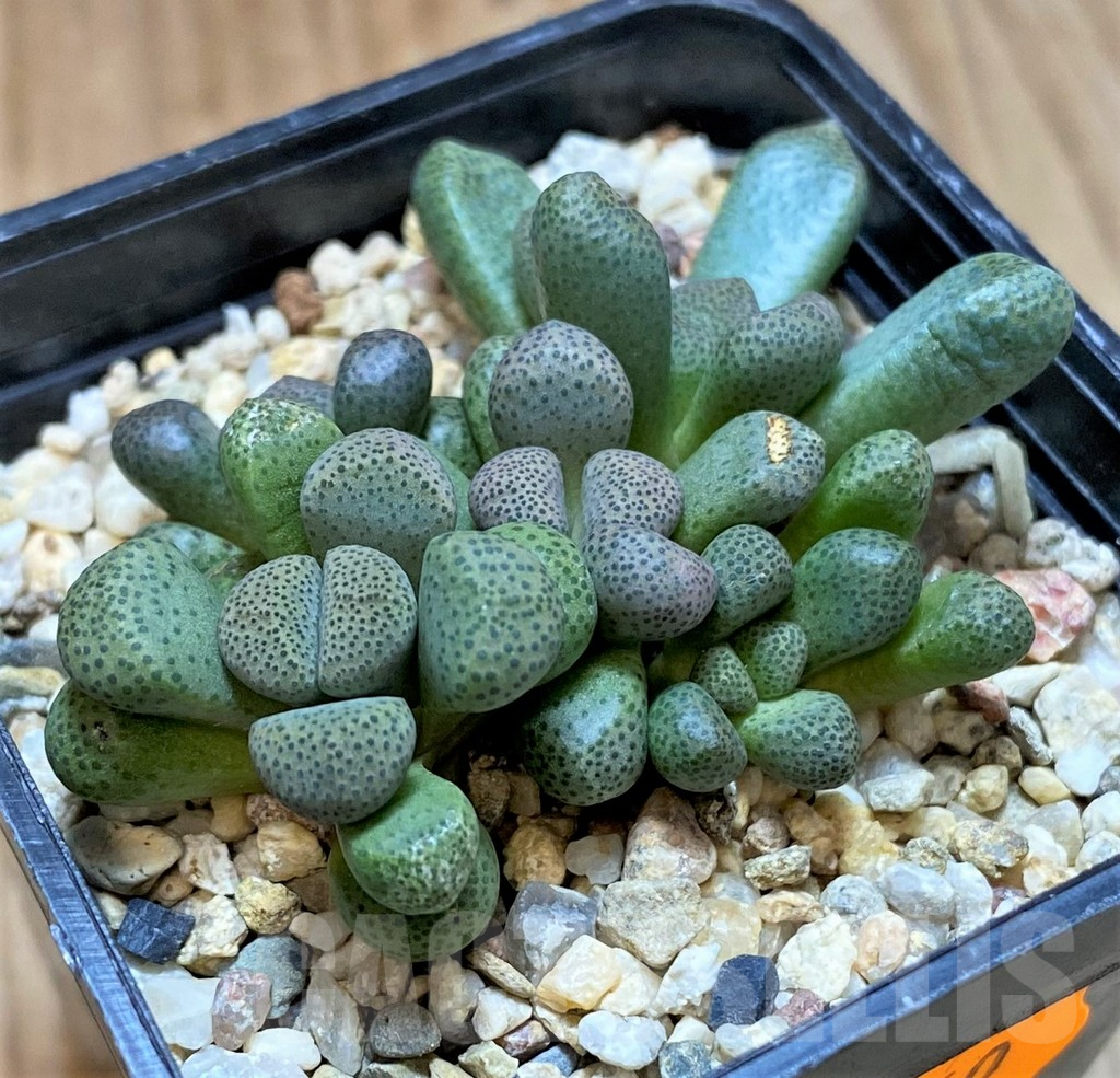 SHPR41640 Aloinopsis schooneesii