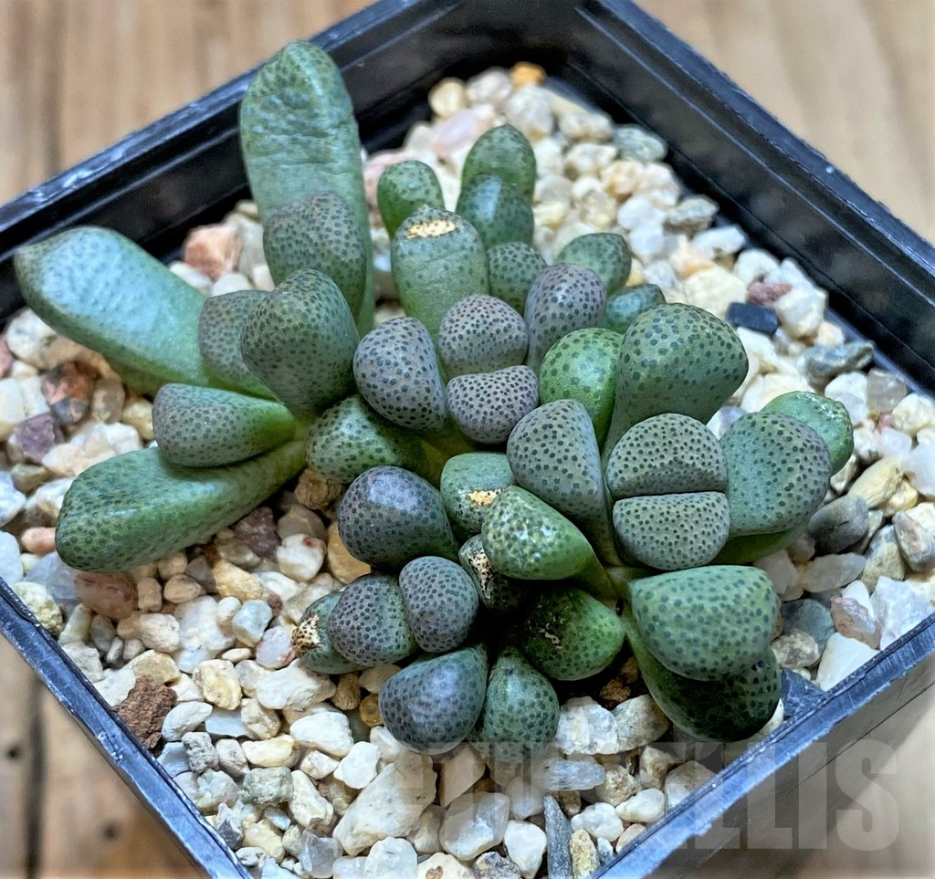 SHPR41640 Aloinopsis schooneesii - Image 2