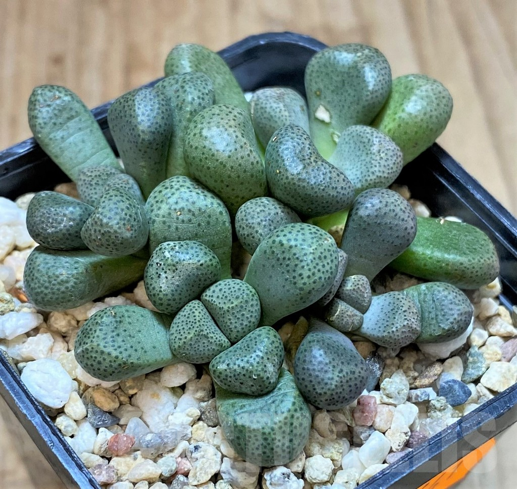 SHPR41641 Aloinopsis schooneesii