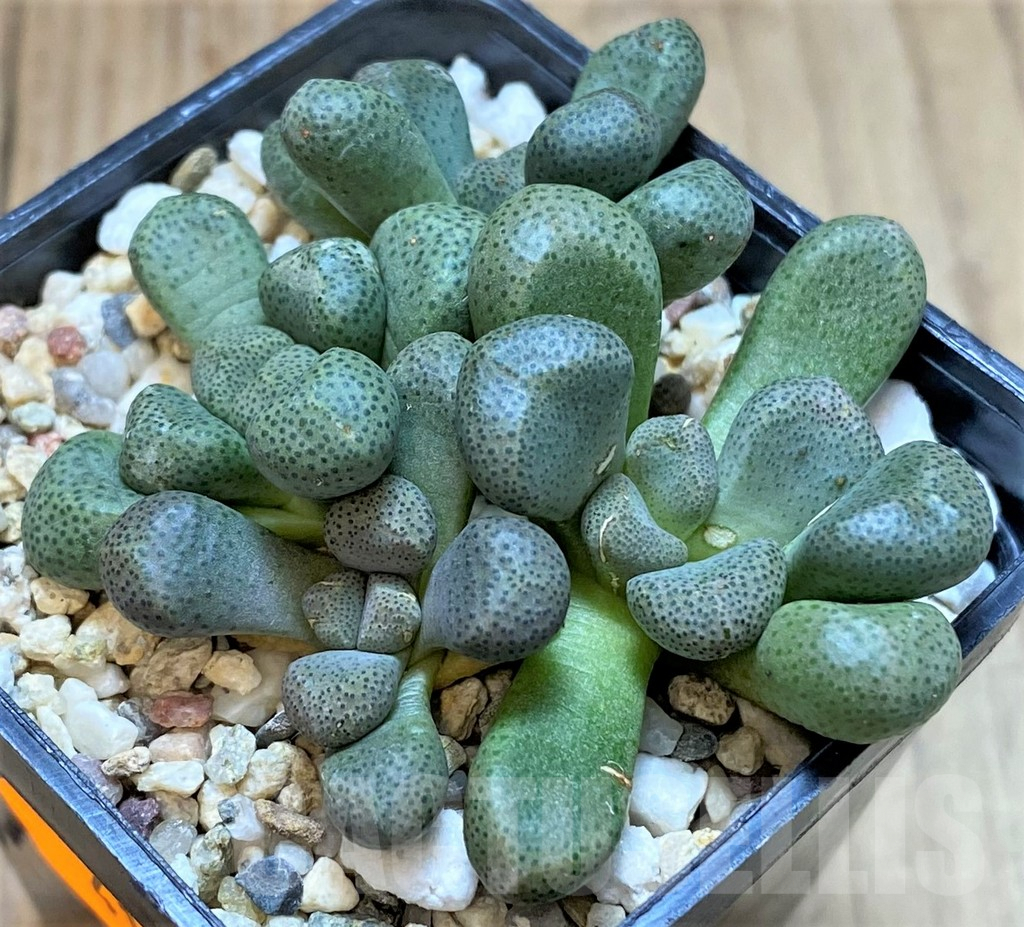 SHPR41641 Aloinopsis schooneesii - Obrázek 2