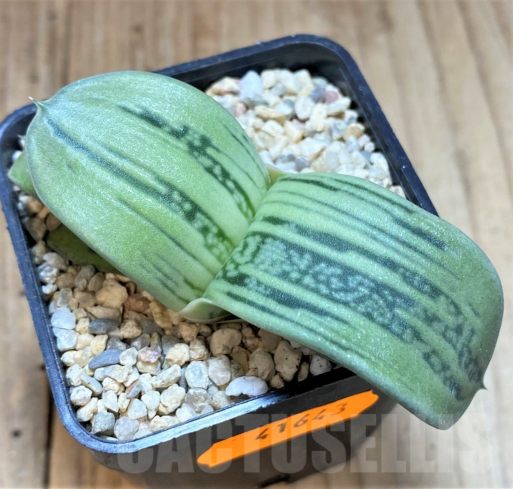 SHPR41643 Gasteria KG 98 -Japan- - Obrázek 2