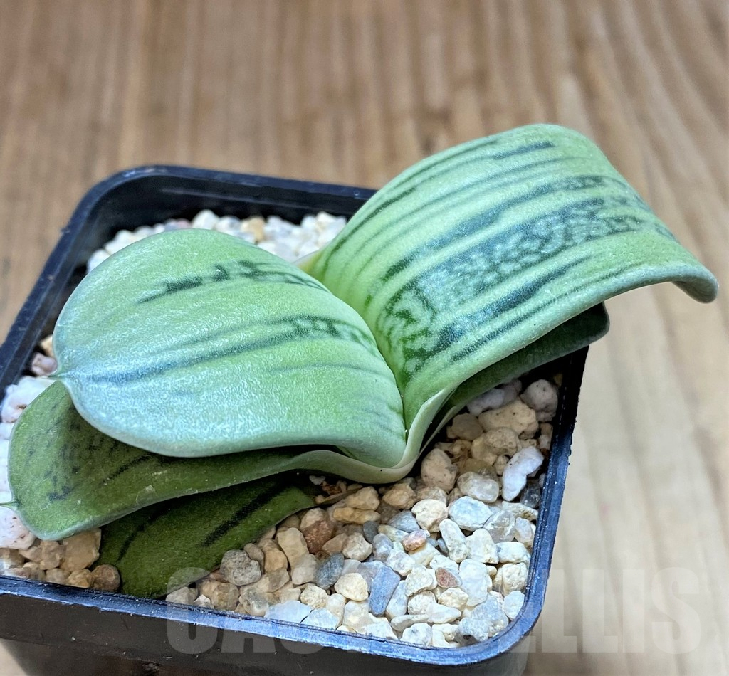 SHPR41643 Gasteria KG 98 -Japan-