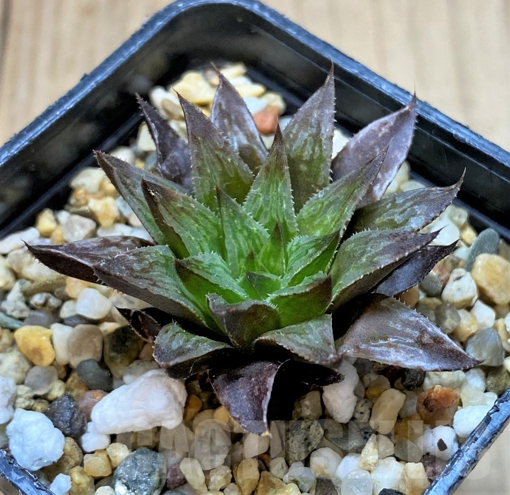 SHPR41646 Haworthia pulchella v. globifera SH - Image 3