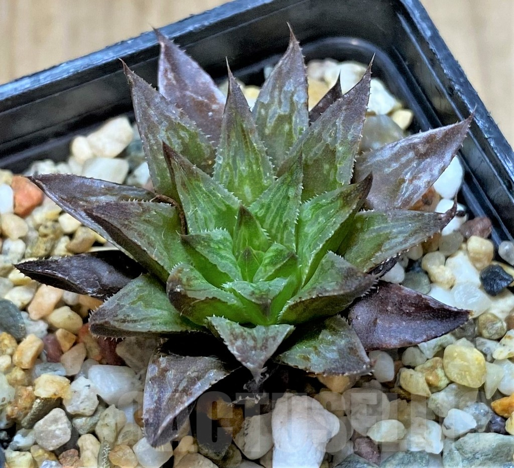 SHPR41646 Haworthia pulchella v. globifera SH - Image 2