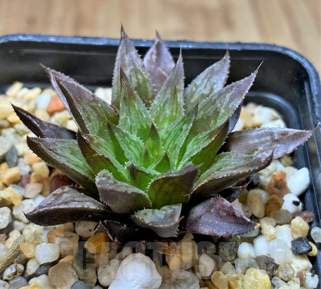 SHPR41646 Haworthia pulchella v. globifera SH