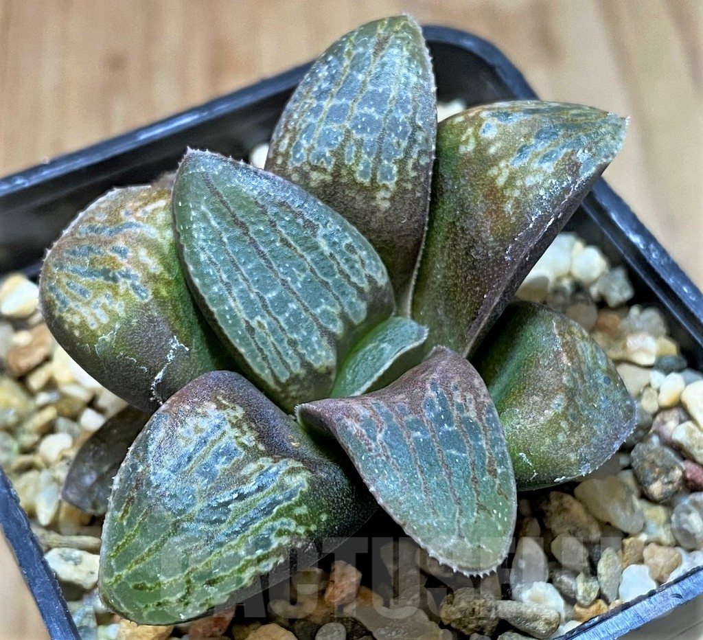 SHPR41647 Haworthia springbokvlakensis x comptoniana