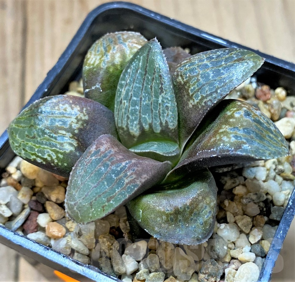 SHPR41647 Haworthia springbokvlakensis x comptoniana - Image 2