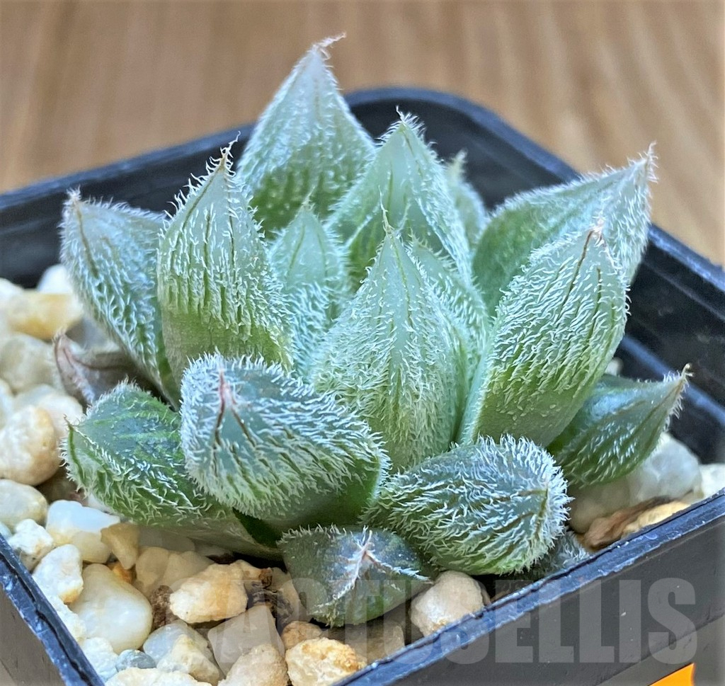 SHPR41653 Haworthia cooperi v. venusta