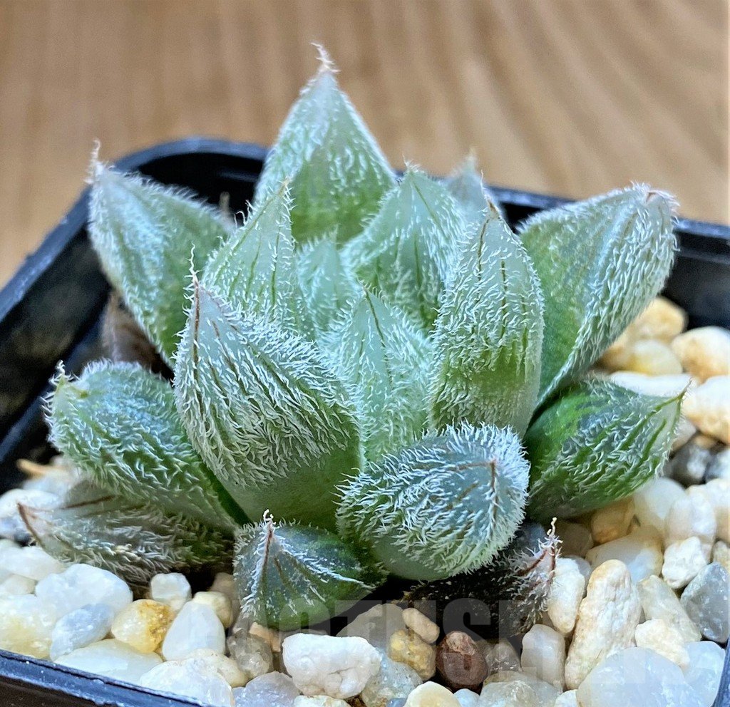 SHPR41653 Haworthia cooperi v. venusta - Obrázek 2