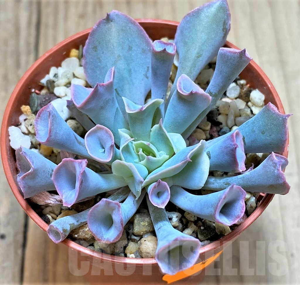 SHPR41631 Echeveria ‘Trumpet Pinky’ - Зображення 2