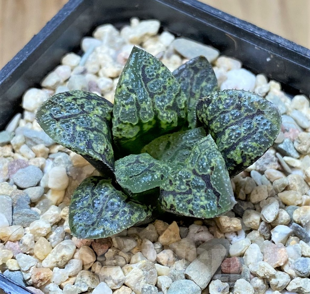 SHPR41656 Haworthia splendens x 'Kamen Butokai', seedling