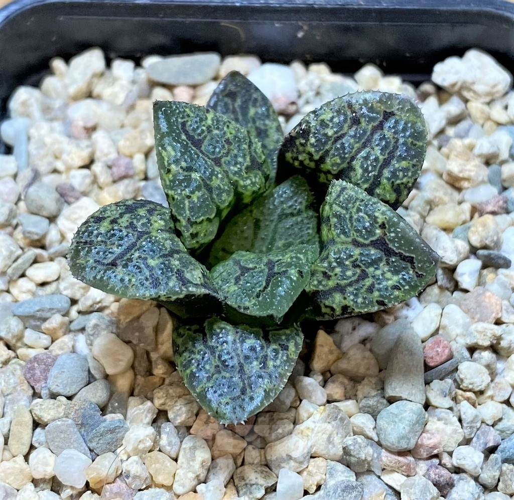 SHPR41656 Haworthia splendens x 'Kamen Butokai', seedling - Obrázek 2