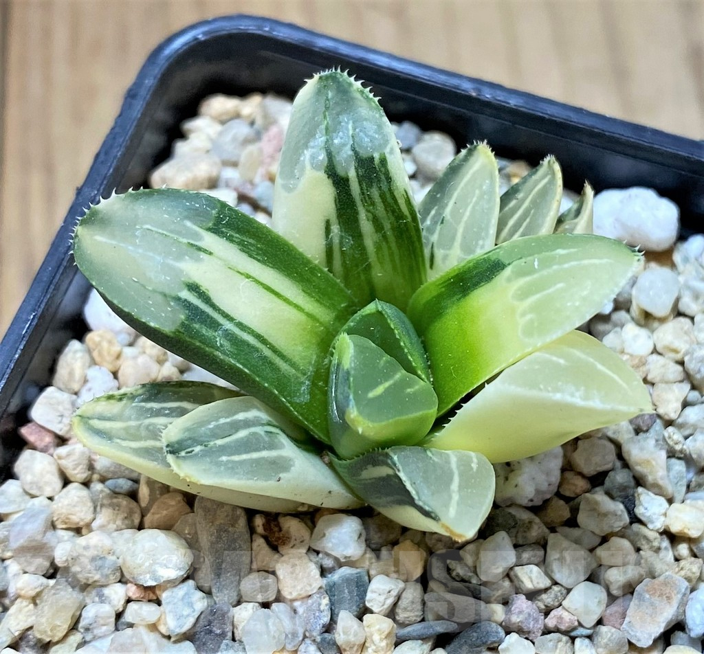 SHPR41657 Haworthia retusa f. variegata